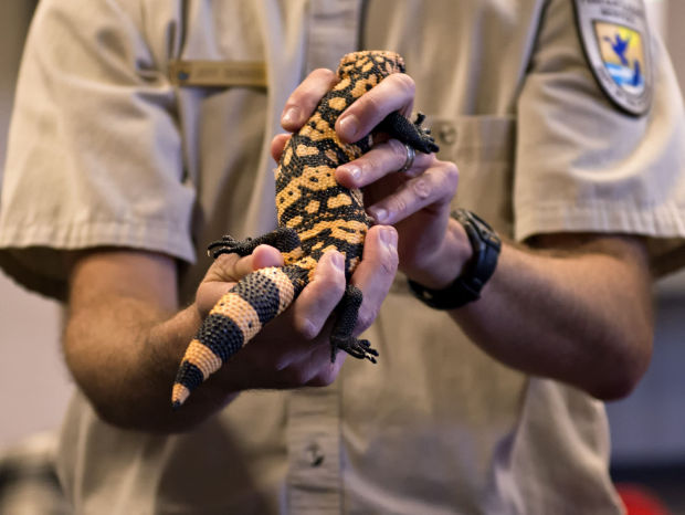 Southern Arizona Gila monsters